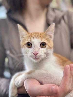 A close-up of a ginger and white cat being held by a person. The cat has large, expressive eyes and is looking directly at the camera.