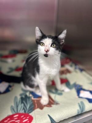 Elizabeth, young, available for adoption
