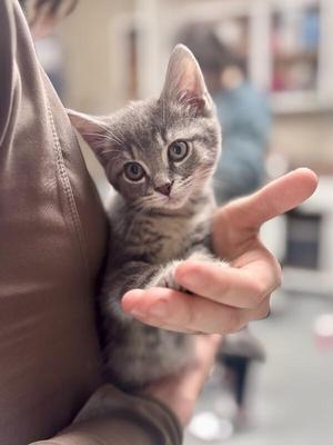 A small gray kitten being held in someone's hand, with wide eyes and a curious expression.