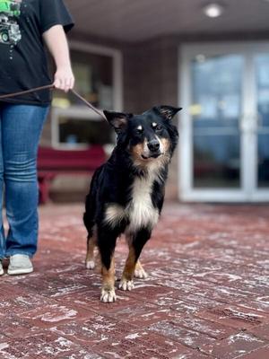 Briley, Australian Shepherd, adult, available for adoption