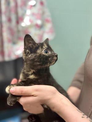 Foolery, young, available for adoption