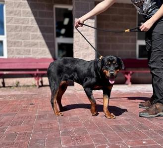 Kiara, Rottweiler, adult, available for adoption