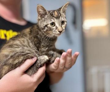 Teagan, young, available for adoption