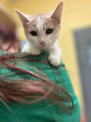 Lemonade, young, available for adoption