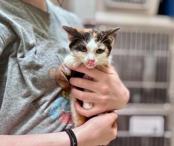 A person holding a small calico kitten with white, black, and orange fur. The kitten has its tongue out and is looking directly at the camera. The person is wearing a gray shirt and a black wristband.