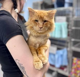 Boone, adult, available for adoption