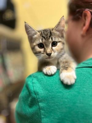 Hazel, young, available for adoption