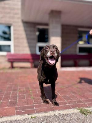Moana, Chocolate Labrador Retriever, adult, available for adoption