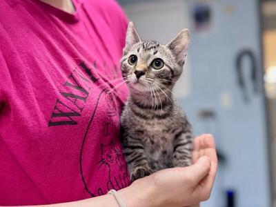 Billie, young, available for adoption