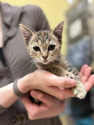 Pumpkin Spice, young, available for adoption