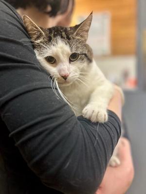 Paul, adult, available for adoption