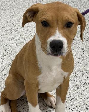 ELI, American Staffordshire Terrier / Labrador Retriever, puppy, available for adoption
