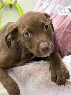 RUE, American Staffordshire Terrier / Weimaraner, puppy, available for adoption