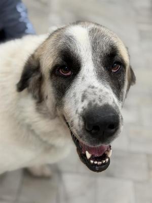 LULU, Great Pyrenees / Anatolian Shepherd, adult, available for adoption