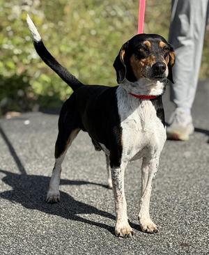 CAPER, Beagle, adult, available for adoption