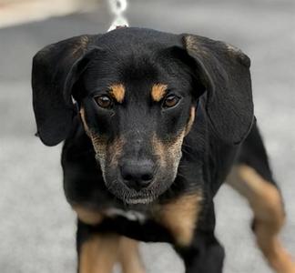 HARLOW, German Shepherd Dog / Beagle, young, available for adoption