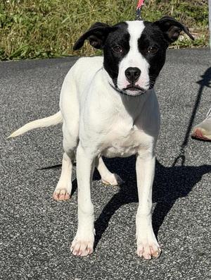 WONTON, Siberian Husky / American Staffordshire Terrier, young, available for adoption