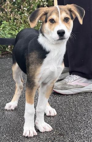 KEVIN, Siberian Husky / Treeing Walker Coonhound, puppy, available for adoption
