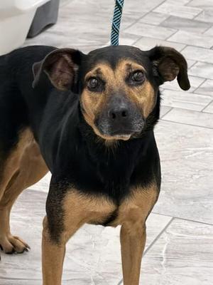 AUDREY, German Shepherd Dog / Beagle, adult, available for adoption