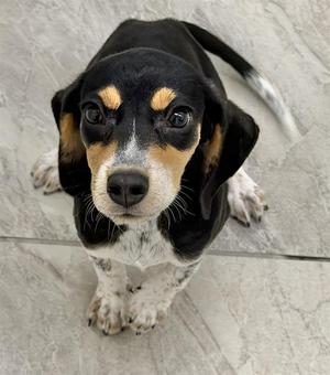 BRULEE, Beagle, puppy, available for adoption