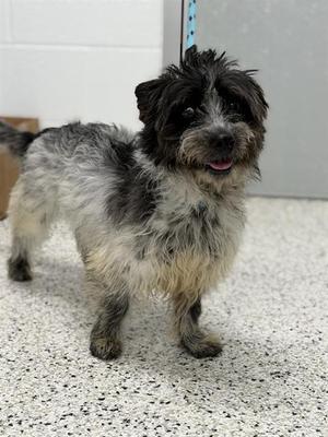 SIR SCRUFFINGTON, Cairn Terrier / Shih Tzu, adult, available for adoption