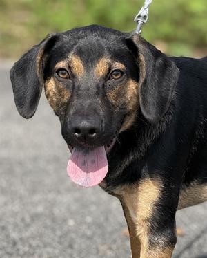 BRANDO, German Shepherd Dog / Beagle, young, available for adoption