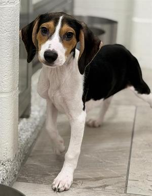 STRUDEL, Beagle, puppy, available for adoption