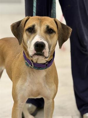 FAWN, Labrador Retriever / Treeing Walker Coonhound, adult, available for adoption