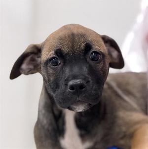 GIA, American Staffordshire Terrier / Weimaraner, puppy, available for adoption