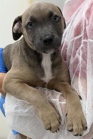 HUX, American Staffordshire Terrier / Weimaraner, puppy, available for adoption