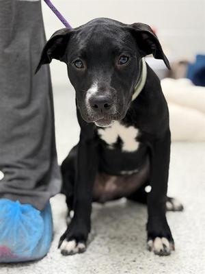 BEE, American Staffordshire Terrier / Labrador Retriever, puppy, available for adoption