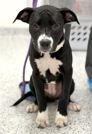 AVA, American Staffordshire Terrier / Labrador Retriever, puppy, available for adoption