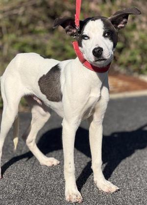 RAMEN, Siberian Husky / American Staffordshire Terrier, young, available for adoption