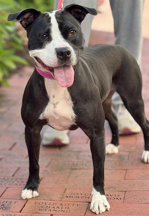 VICTORIA, Pit Bull Terrier, adult, available for adoption