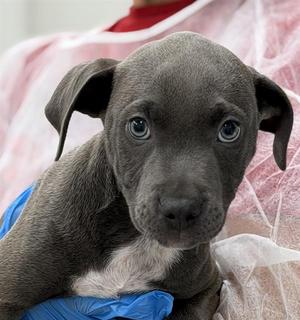 REN, American Staffordshire Terrier / Weimaraner, puppy, available for adoption