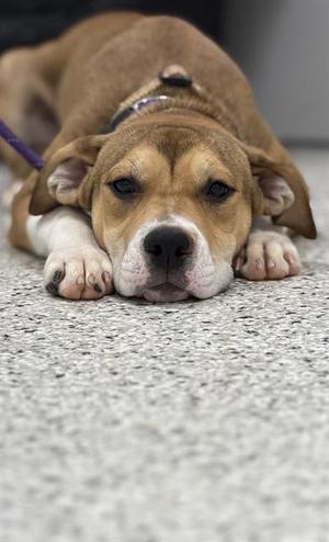 CIN, American Staffordshire Terrier / Labrador Retriever, puppy, available for adoption