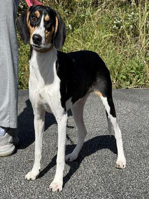 DILL, Beagle, young, available for adoption