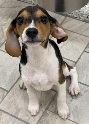 CHURRO, Beagle, puppy, available for adoption