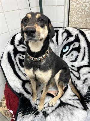 BELLZ, German Shepherd Dog, adult, available for adoption