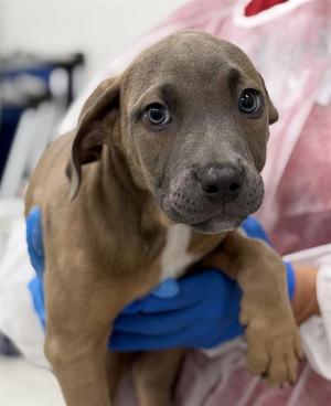 SKY, American Staffordshire Terrier / Weimaraner, puppy, available for adoption