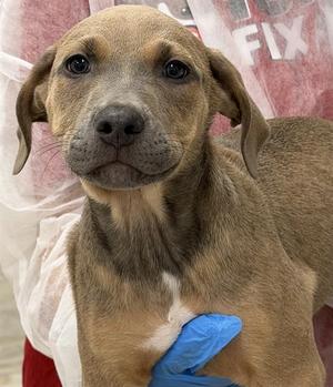 KAI, American Staffordshire Terrier, puppy, available for adoption
