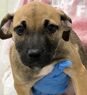 DAX, American Staffordshire Terrier / Weimaraner, puppy, available for adoption