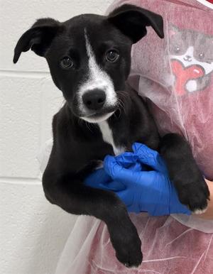BUGSY, Border Collie / Labrador Retriever, puppy, available for adoption