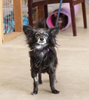Mijo, Chihuahua, senior, available for adoption