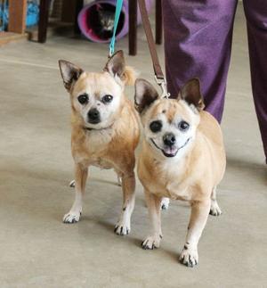 Diesel & Chloe, Chihuahua, senior, available for adoption