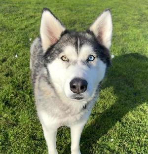 DENALI, Husky, adult, available for adoption