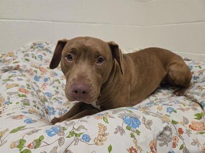 A brown dog lying on a floral-patterned blanket.