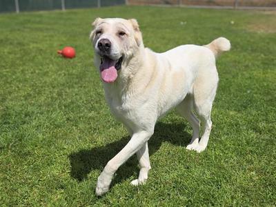 NAGA, Mastiff, adult, available for adoption