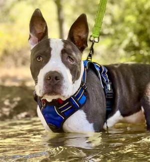 ALASTOR MOODY, Pit Bull Terrier, young, available for adoption