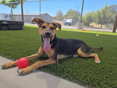 STUART, German Shepherd Dog, young, available for adoption